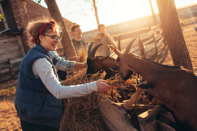 a person feeding goats near the isla apartments hockley tx