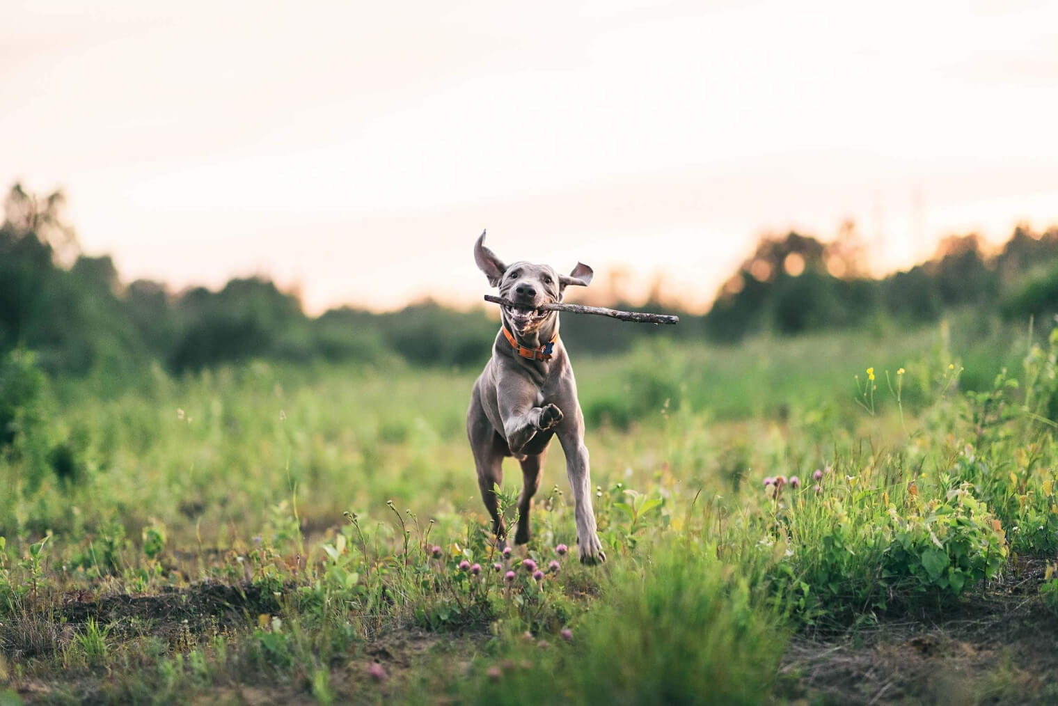 dog with a stick pet-friendly apartments near houston the isla